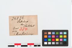 Etiketten zu Bernsteinring (NHMW-PRAE-024836)